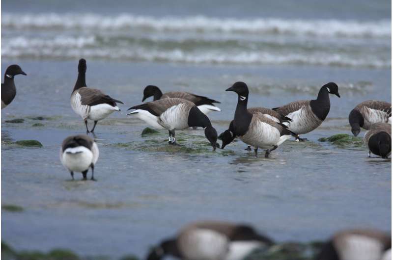 Climate change has mixed effects on migratory geese