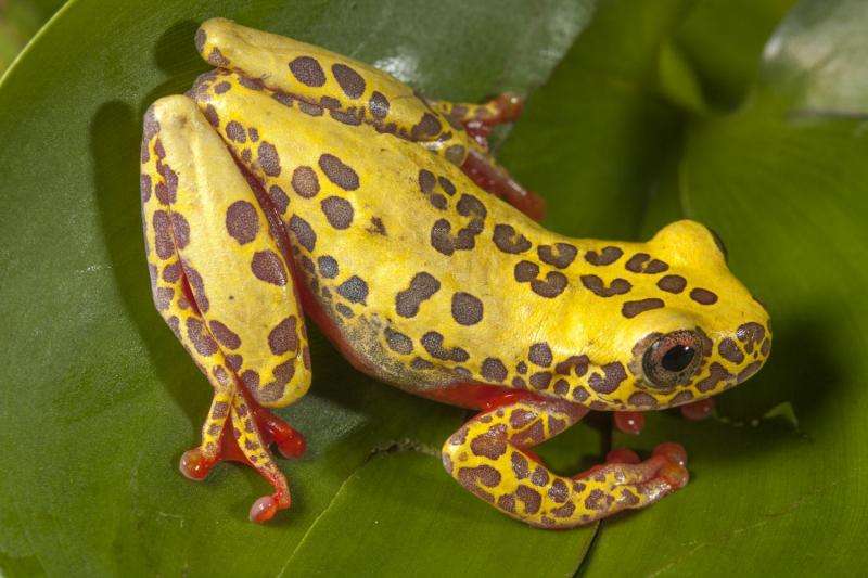 Clown tree frogs—newly discovered and already threatened?