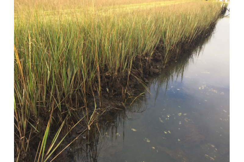 Coastal wetlands excel at storing carbon