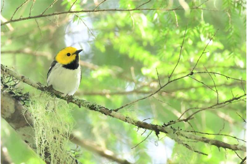 Complex, old-growth forests may protect some bird species in a warming climate