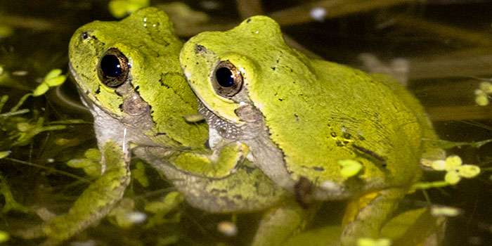 Cope's gray treefrogs meet the cocktail party problem