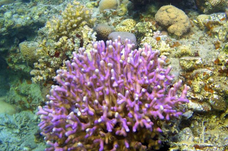 Coral skeletons may resist the effects of acidifying oceans