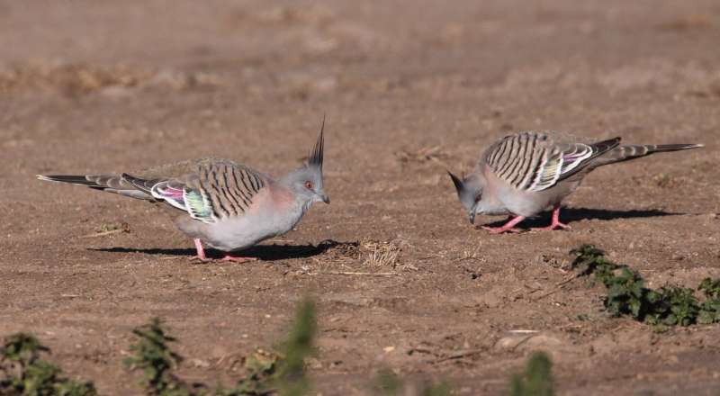 Crested pigeons use feathers to sound the alarm