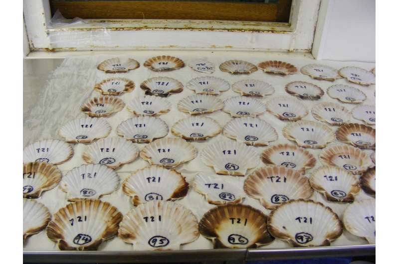 Cultivated scallops populations develop distinct genetic structure