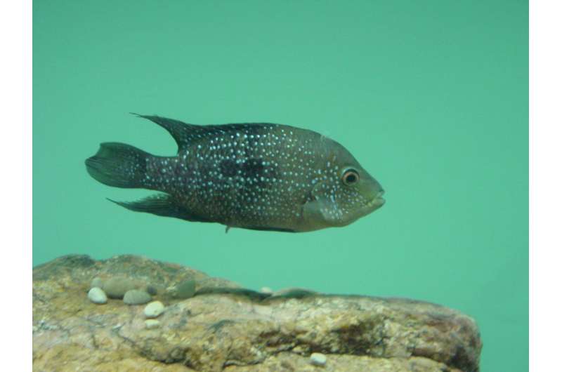 CWRU researcher finds fish uses sneaking behavior as stealth mating strategy