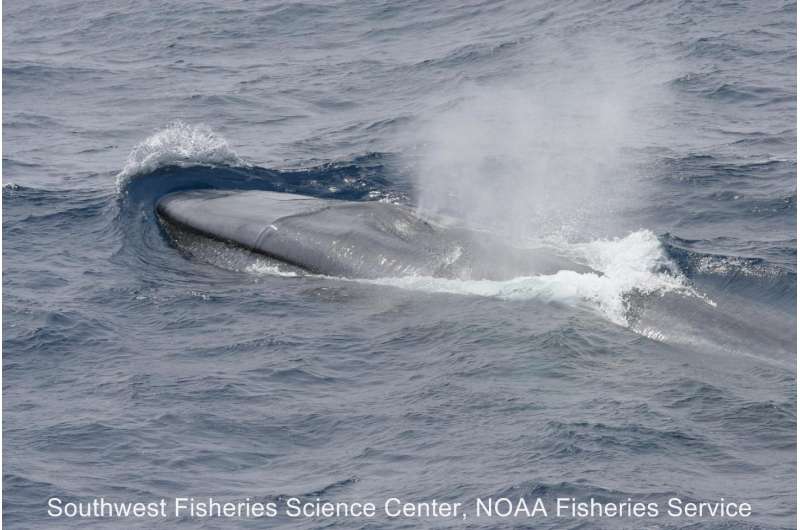 Data on blue whales off California helps protect their distant relatives