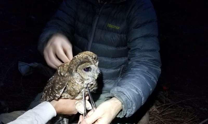 Decades-past logging still threatens spotted owls in national forests