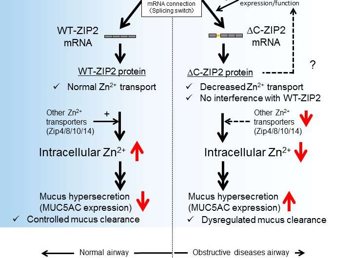 Defect in zinc supply mechanism affects pathology of intractable pulmonary diseases