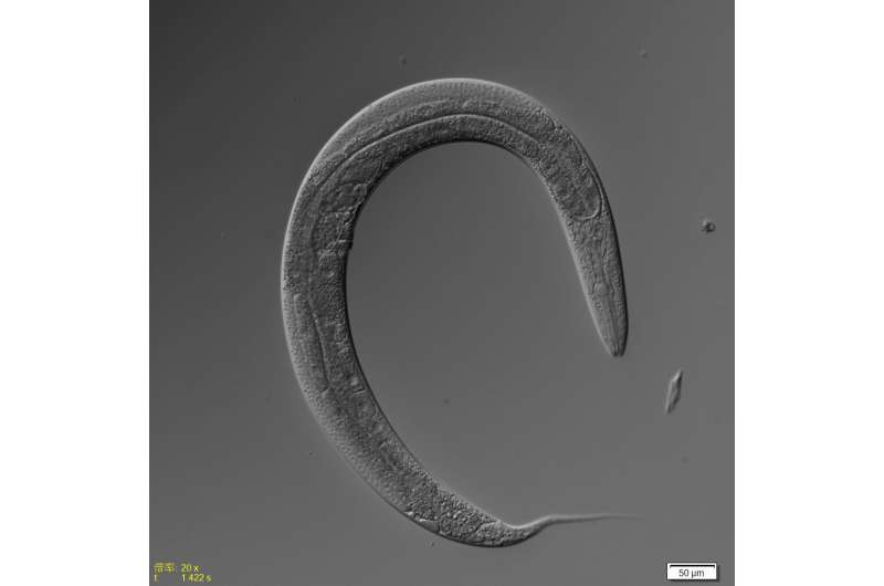 Dietary restriction and life span in male and hermaphrodite worms
