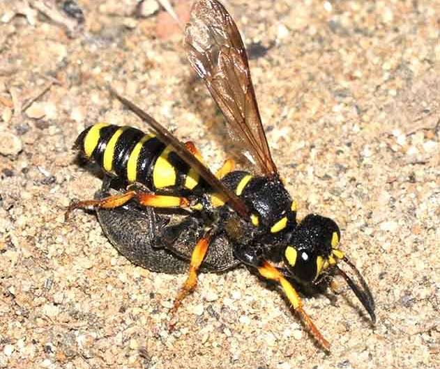 Digger wasps and their chemistry