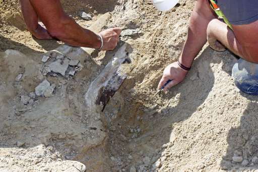 Dig that discovery! Triceratops fossil unearthed in Colorado