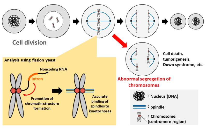 Discovery of a novel chromosome segregation mechanism during cell division