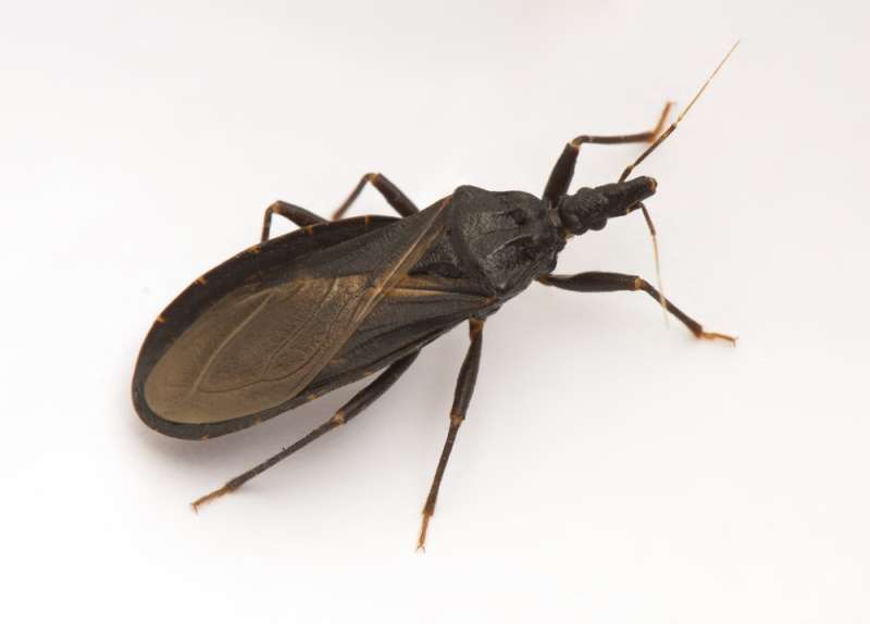 Does Chagas disease present a health risk to Canadians?