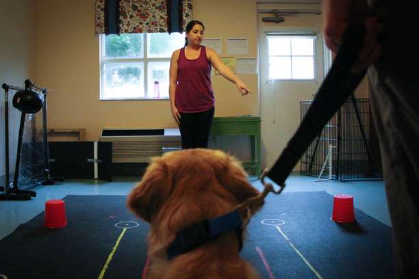 Dogs, toddlers show similarities in social intelligence