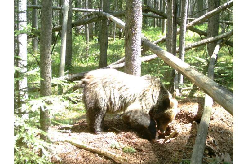 Do squirrels teach bears to cross the railroad? Grizzlies dig squirrel middens for grains