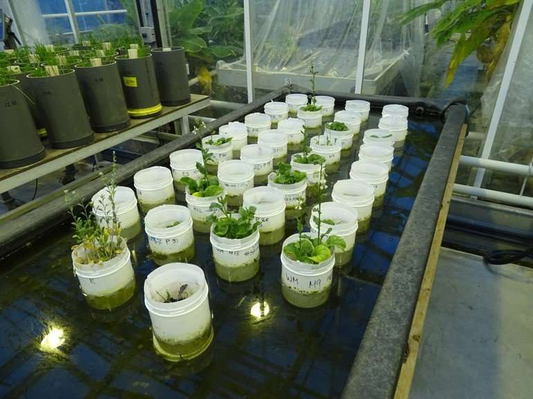 Earthworms can reproduce in Mars soil simulant