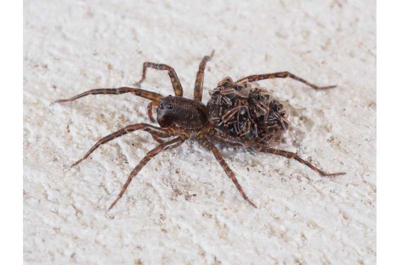 Eight reasons not to be spooked by spiders this Halloween