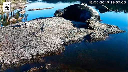 Endangered Finnish seals go online to highlight plight
