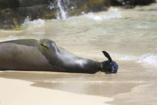 Endangered Hawaiian monk seal gives birth on Waikiki beach