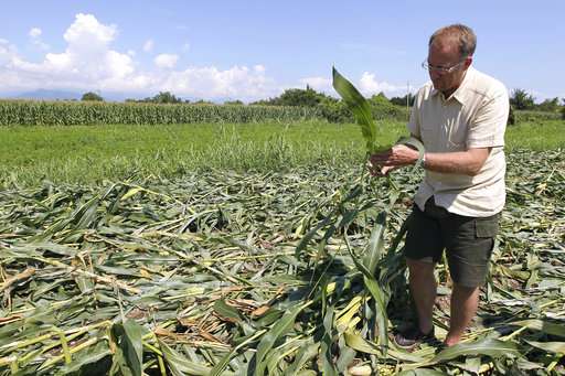 European court sides with Italian farmer pushing GM crops