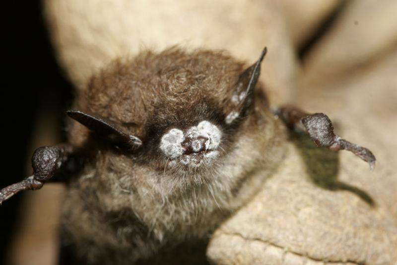 Evolution of a killer—researchers study traces deadly fungus affecting bats