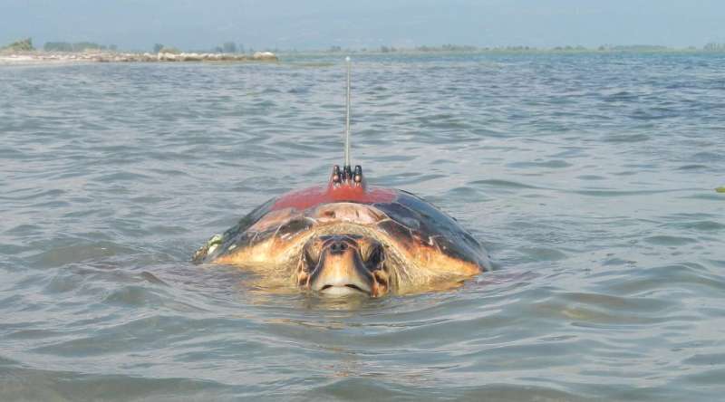 Exeter research helps protect loggerhead turtles