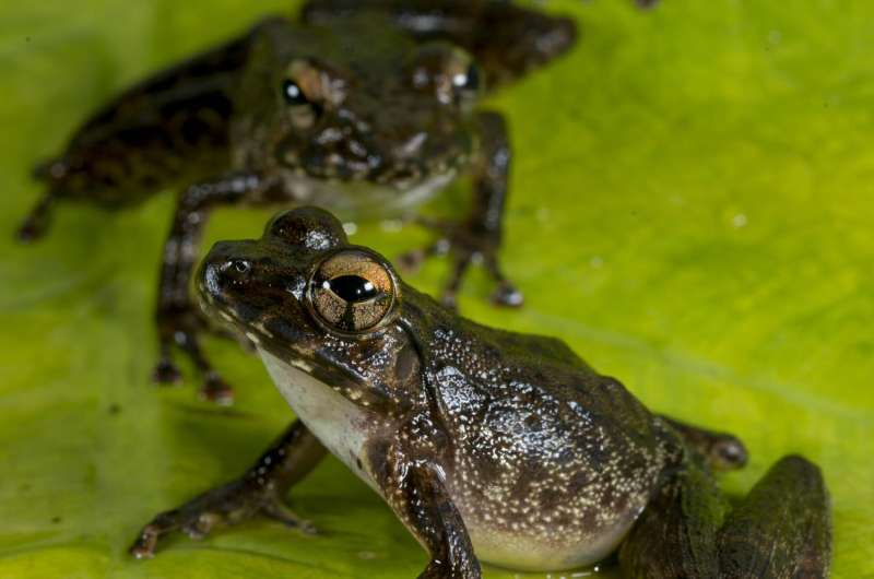 Extinction event that wiped out dinosaurs cleared way for frogs