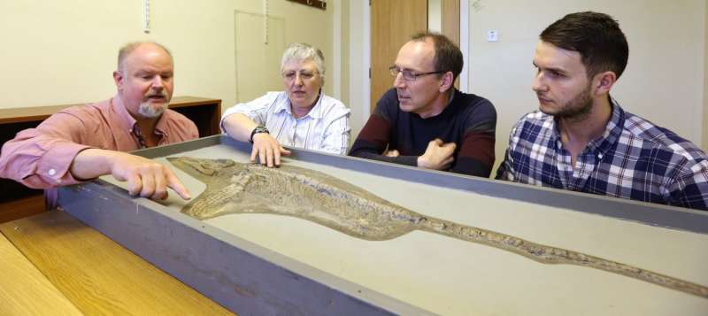 ‘Fake fin’ discovery reveals new ichthyosaur species