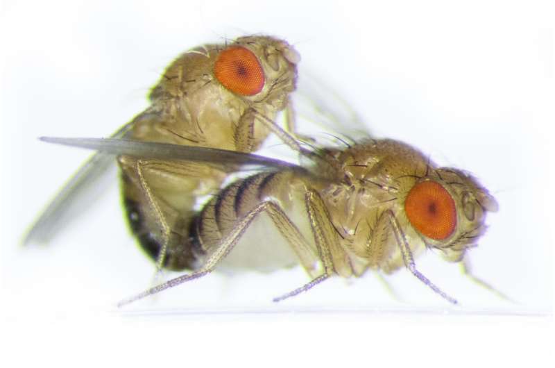 Family break-ups lead to domestic violence in fruit fly relationships