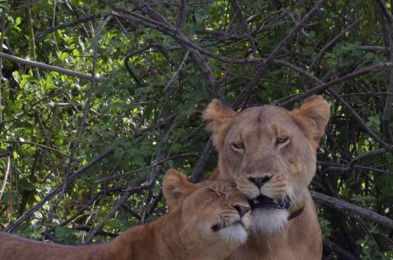 Famous tree-climbing lions of Uganda roaming farther as prey animals decrease