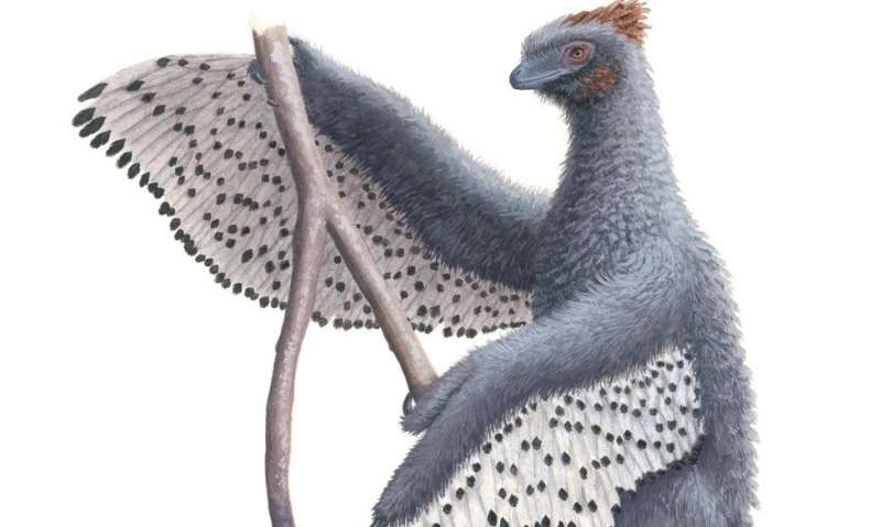 Feathered dinosaurs were even fluffier than we thought