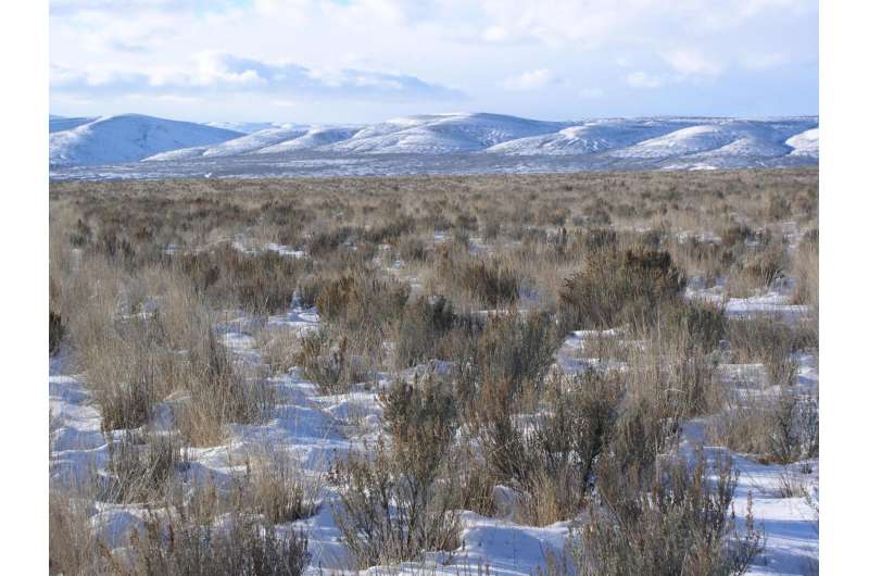 Federally subsidized shrubs, grasses crucial to sage grouse survival in Washington