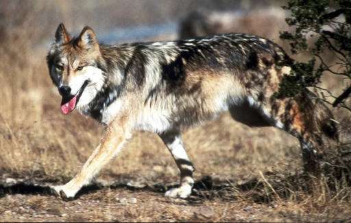 Feds: Mexican gray wolves see increase in wild population