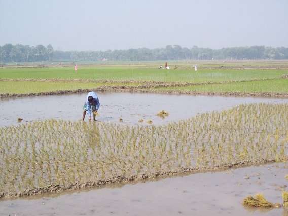 Field study shows that arsenic in groundwater reduces rice yields in Bangladesh