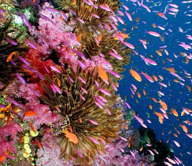 Fiji's commitment to marine managed areas