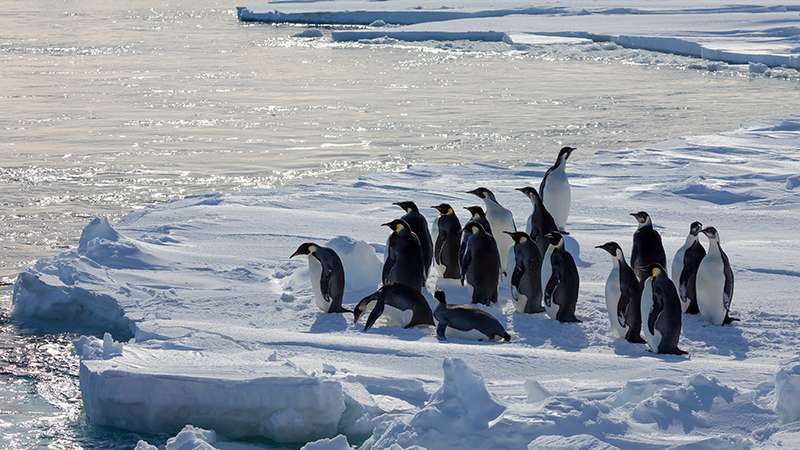 Finding new homes won't help Emperor penguins cope with climate change
