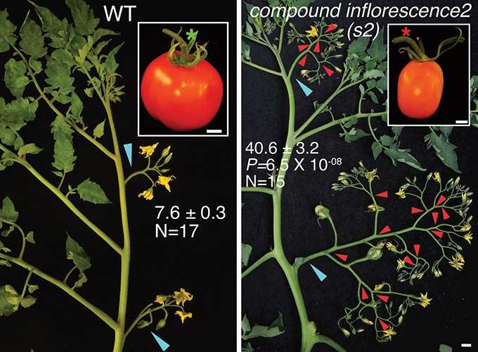 Fine-tuning ‘dosage’ of mutant genes unleashes long-trapped yield potential in tomato plants