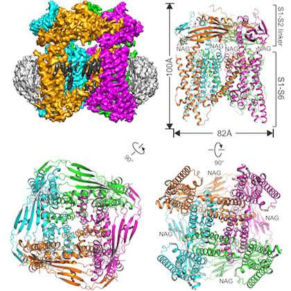 First atomic structure from UTSW's cryo-EM facility