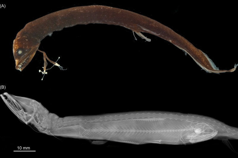 First functional fish head joint discovered in deep-sea dragonfishes in museum collections