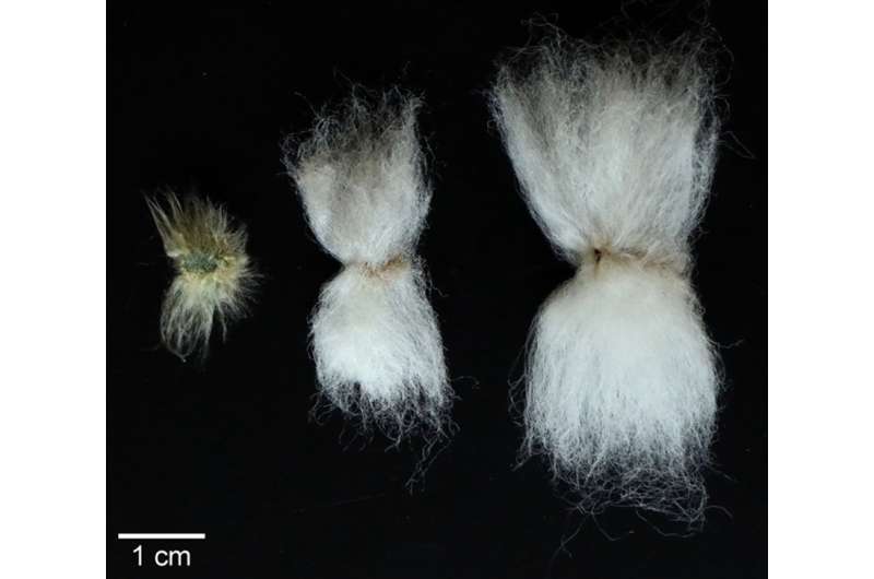 First step taken toward epigenetically modified cotton