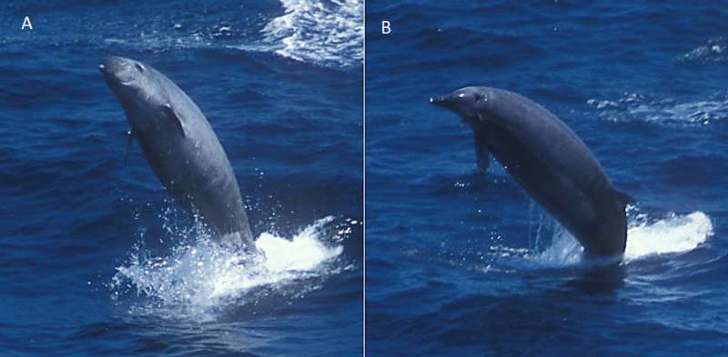 First underwater video footage of the True's beaked whale