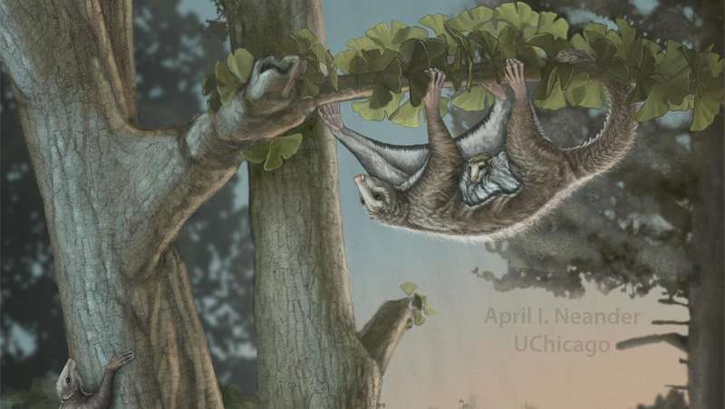 First winged mammals from the Jurassic period discovered