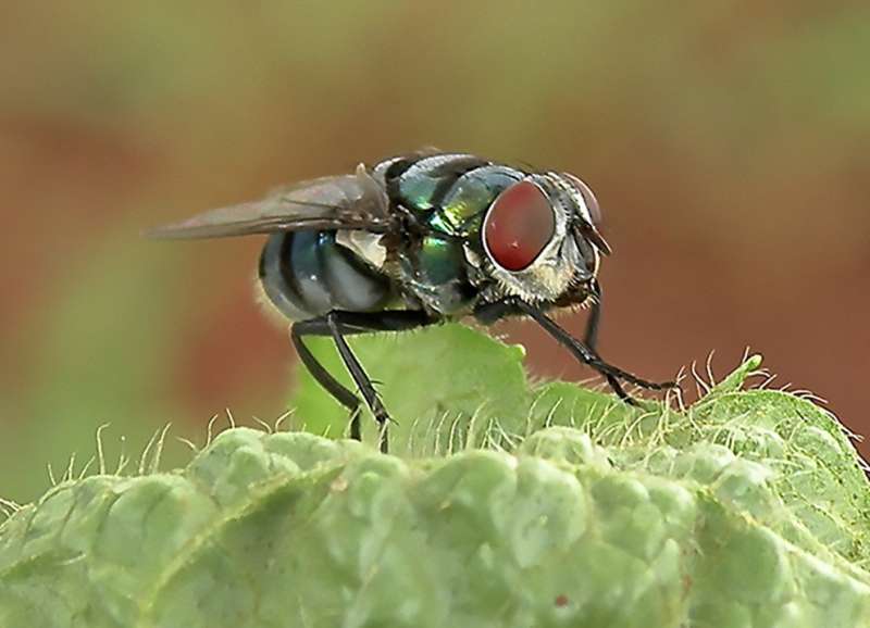 Flies' disease-carrying potential may be greater than thought, researchers say