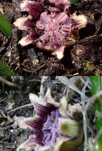 Flower attracts insects by pretending to be a mushroom