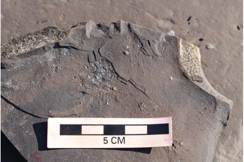 Fossil site shows impact of early Jurassic's low oxygen oceans