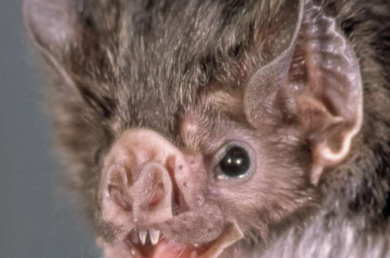 Friends help female vampire bats cope with loss