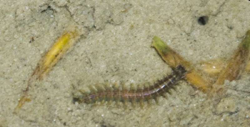 Gardening worms and climate change undermine natural coastal protection