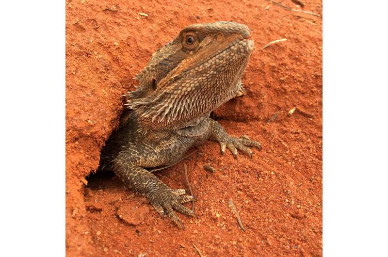 Girls will be boys: Sex reversal in dragon lizards