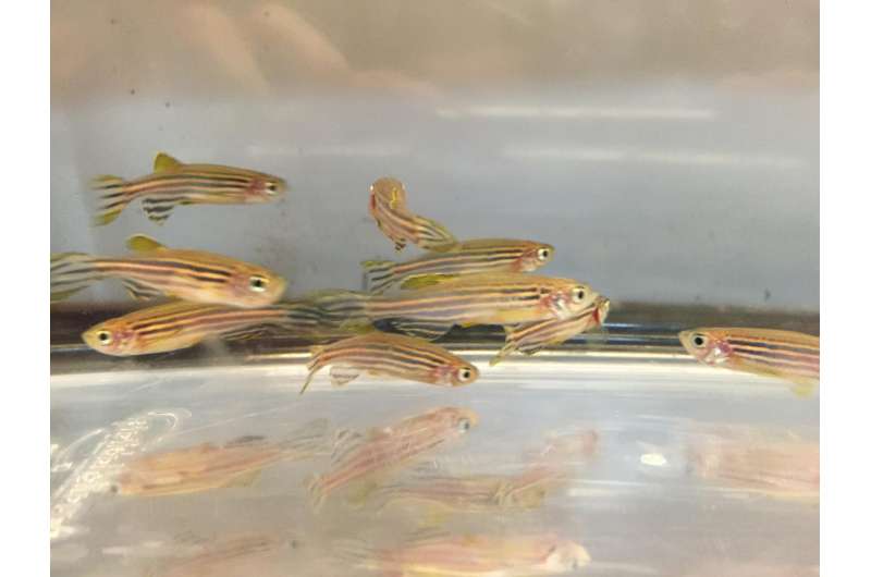 Given the choice, zebrafish willingly dose themselves with opioids