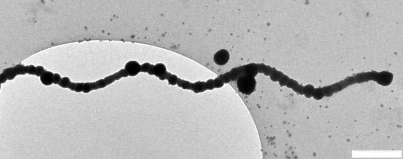 Going swimmingly: Biotemplates breakthrough paves way for cheaper nanobots